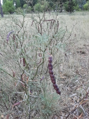 Prosopis