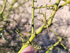 Parkinsonia microphylla