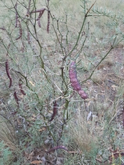 Prosopis