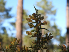Ulex argenteus subsericeus