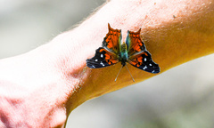 Hypanartia kefersteini