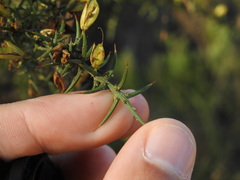 Ulex argenteus subsericeus