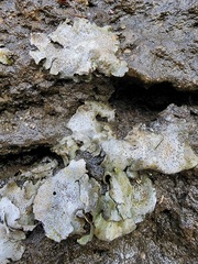 Dermatocarpon muhlenbergii