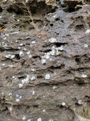 Dermatocarpon muhlenbergii