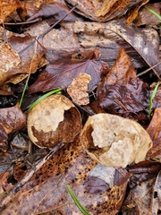 Amphibolips confluenta