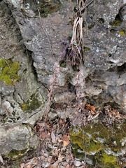 Angiospermae