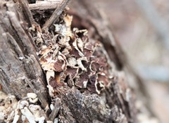 Aleurodiscus oakesii