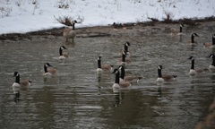 Branta canadensis