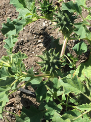Datura ferox