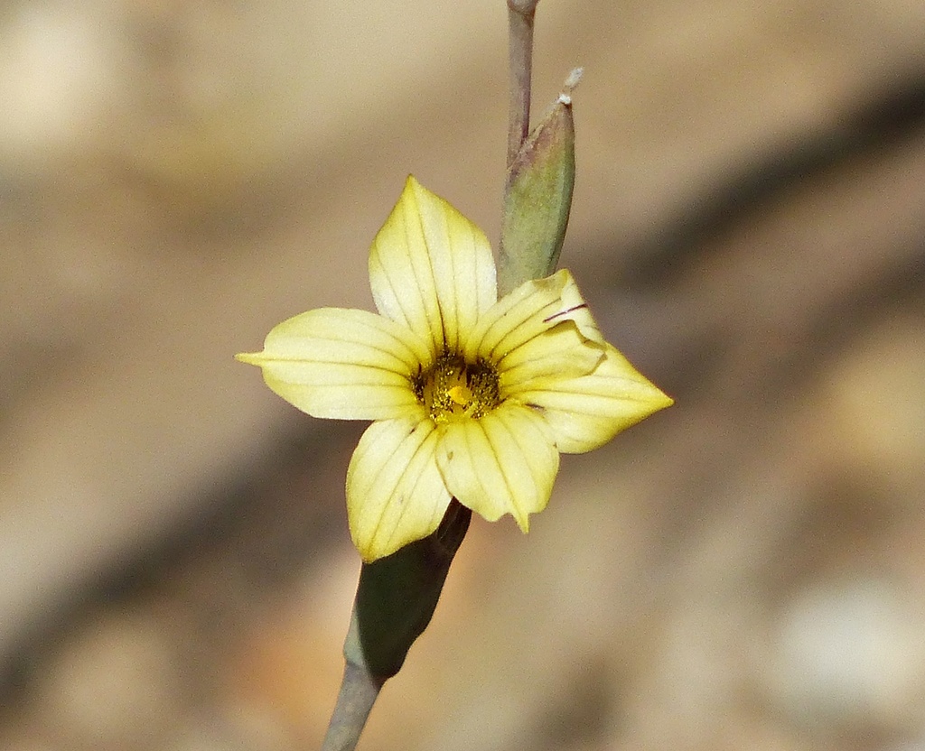Sisyrinchium