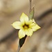 Sisyrinchium arenarium - Photo (c) Carlos Schmidtutz, algunos derechos reservados (CC BY-NC), subido por Carlos Schmidtutz
