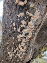 Fungi