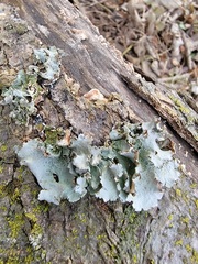 Parmotrema hypotropum