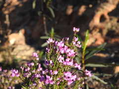 Erica umbellata