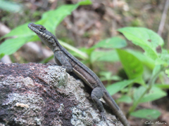 Tropidurus semitaeniatus