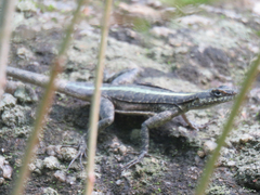 Tropidurus semitaeniatus