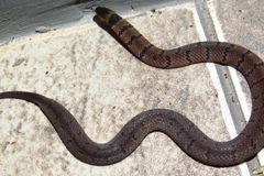 Ninia maculata