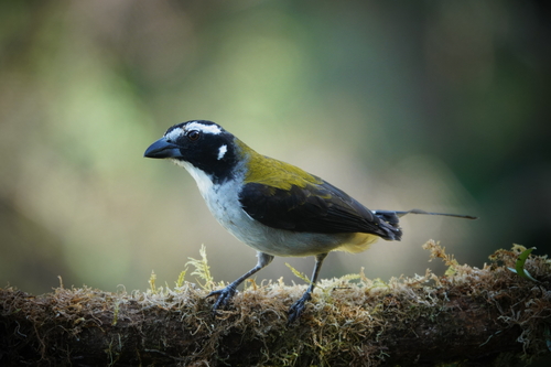 Black-winged Saltator (Saltator atripennis), photo 10
