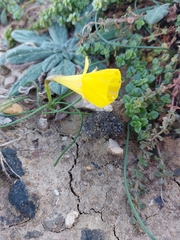 Narcissus obesus