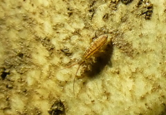 Orchesella