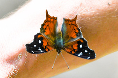 Hypanartia kefersteini