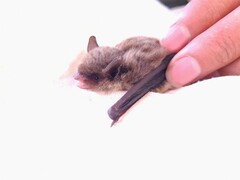 Myotis velifer