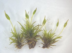 Weissia brachycarpa