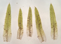 Weissia brachycarpa