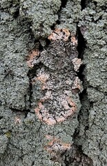 Erythricium aurantiacum