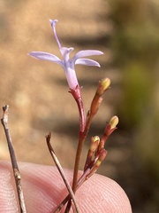 Prismatocarpus diffusus