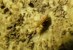 Orchesella