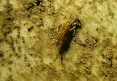 Orchesella