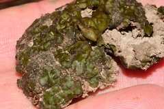 Clavascidium lacinulatum