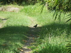 Chalcophaps longirostris