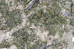 Clavascidium lacinulatum