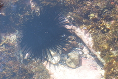 Echinothrix