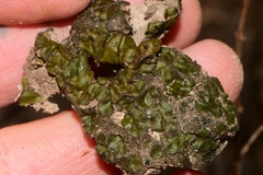 Clavascidium lacinulatum