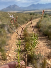 Prismatocarpus diffusus