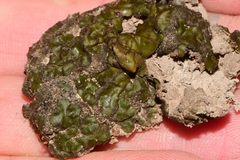 Clavascidium lacinulatum