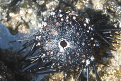 Echinodermata