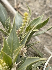 Stillingia spinulosa