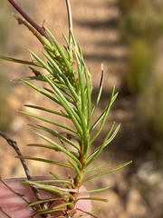 Prismatocarpus diffusus