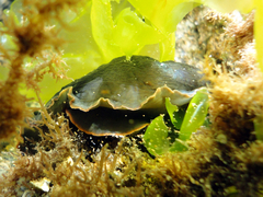 Dendrodoris arborescens