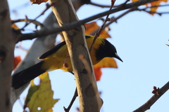 Icterus graduacauda