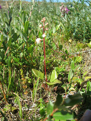 Pyrola rotundifolia maritima