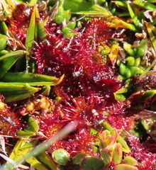 Drosera uniflora