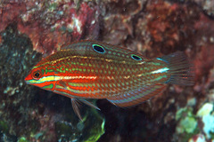 Halichoeres biocellatus