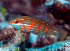 Halichoeres biocellatus