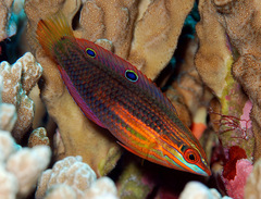 Halichoeres biocellatus