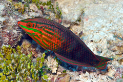 Halichoeres biocellatus